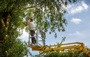 Tree Service