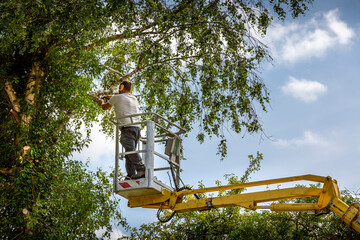 The Benefits of a Tree Service